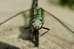 Hawk: Slender Skimmer Dragonfly