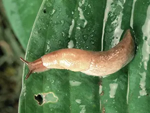 Slimy: Slender slug on hosta leaf