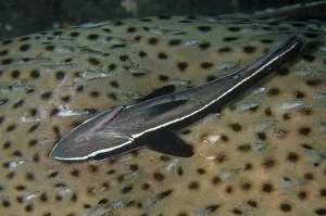 Spine: Slender Suckerfish on Porcupinefish