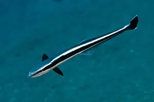 Suckerfish: Slender Suckerfish - Pyramids dive site, Amed