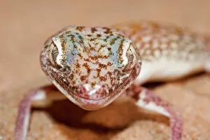 Stenodactylus: Slevin's Sand Gecko / Slevin's Big-headed Gecko