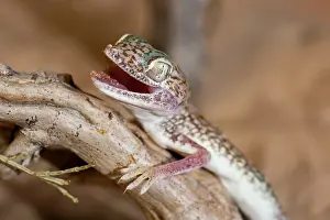 Stenodactylus: Slevin's Sand Gecko / Slevin's Big-headed Gecko
