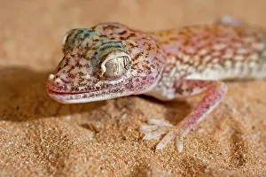 Stenodactylus: Slevin's Sand Gecko / Slevin's Big-headed Gecko