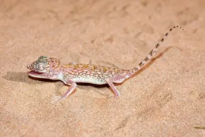 Stenodactylus: Slevin's Sand Gecko / Slevin's Big-headed Gecko