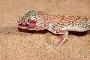 Stenodactylus: Slevin's Sand Gecko / Slevin's Big-headed Gecko