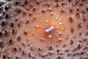 Corallimorpharia: Slice anemone, Giant Cup Mushroom (Amplexidiscus