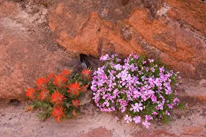 Castilleja: Slickrock / Rough Indian Paintbrush and Long-leaf