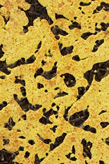 Mold: Slime Mold - Unidentified Mycetozoa