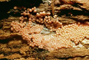 Mould: Slime Mould