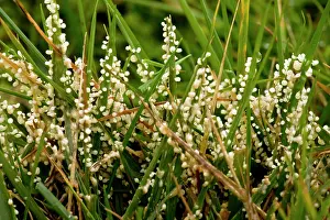 Mould: Slime Mould - Plasmodium stage - on grasses