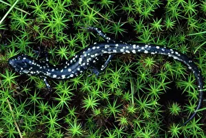 Glutinosa: Slimy SALAMANDER