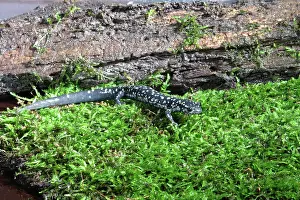 Slimy: Slimy Salamander