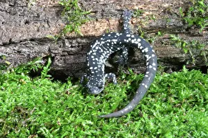 Slimy: Slimy Salamander
