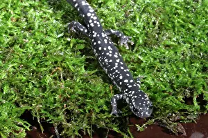 Slimy: Slimy Salamander