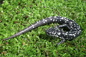 Slimy: Slimy Salamander