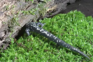 Hides: Slimy Salamander