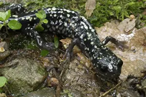 Slimy: Slimy Salamander