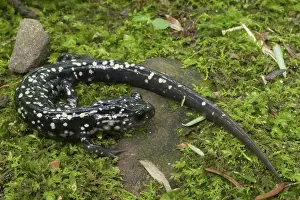 Slimy: Slimy Salamander