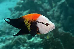 Wrasses: Slingjaw / Sling-jaw Wrasse