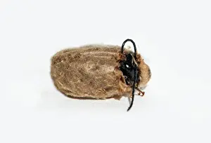 Cornuta: Slip of a horned mason bee (Osmia cornuta), Switzerland