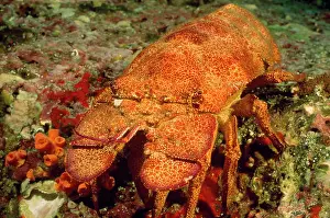 Douglas David Seifert: Slipper Lobster