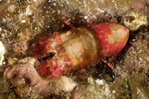 Lobsters: Slipper lobster juvenile, Scyllarides latus, Ponza Island, I