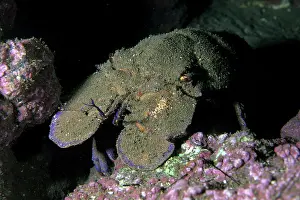 Lobster: slipper lobster - Madeira Island Portugal Atlantic Ocean
