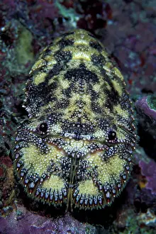 Brit: Slipper lobster, Parribacus antarcticus, Witu, West New Brit