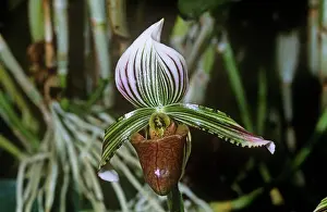 Paphiopedilum: Slipper Orchid