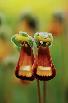 Comedy: Slipperflower