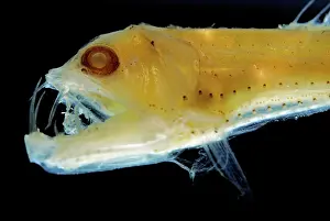 Preserved: Sloane's Viper Fish (preserved) - deep sea 200-4;