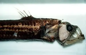 Carcasses: SLOANE'S VIPERFISH