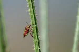 Insecte: SLOE BUG