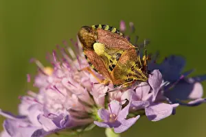 Baccarum: Sloe Bug - large and distinctive purple-brown and