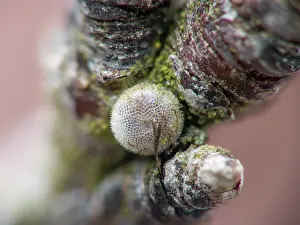 Gender: Sloe Hairstreak