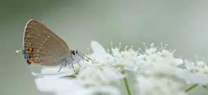 Satyrium: Sloe Hairstreak