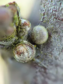 Gender: Sloe Hairstreak
