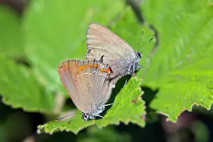 Satyrium: Sloe Hairstreak (Satyrium acaciae), Couple laid