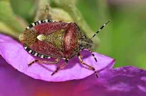 Baccarum: Sloe / Hairy Shieldbug