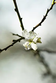 Moisture: Sloe