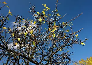 Sloe: Sloes or blackthorn fruit, autumn