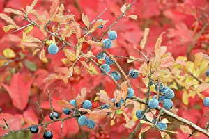 Guelder: Sloes, with the foliage of guelder rose beyond