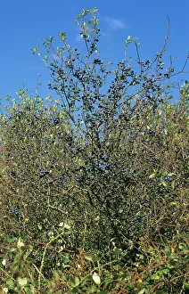 Spinosa: Sloes fruit on tree
