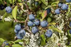 Spiny: Sloes - on lichen-covered Blackthorn