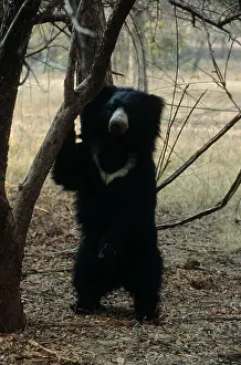 Melursus: Sloth Bear