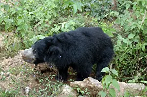 Melursus: Sloth bear