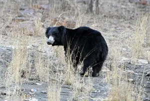 Melursus: Sloth Bear