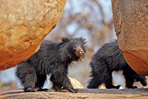 Ursinus: Sloth Bear