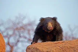 Ursinus: Sloth Bear