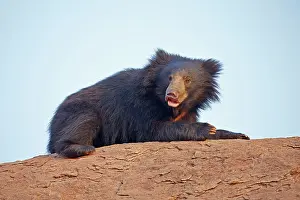 Ursinus: Sloth Bear